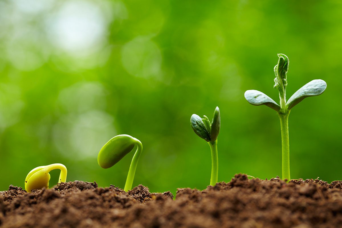 Preparing Seedlings For Planting MicroDrips Blog